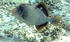 IMG_1384rf_Maldives_Madoogali_House reef_Balistegeant_Pseudobalistes flavimarginatus